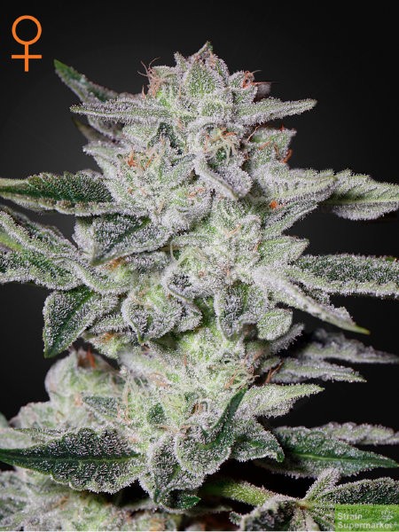 greenhouse-seeds-sweet-valley-kush-feminised-cannabis-seeds.jpg