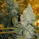 humboldt-seed-organisation-dr-greenthumbs-em-dog-by-b-real-feminised-cannabis-seeds.png