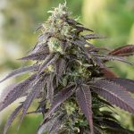 Humboldt Seed Organisation - 707 Headband Feminised Cannabis Seeds