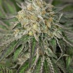 humboldt-seed-organisation-hso-amherst-sour-diesel-feminised-cannabis-seeds-2.jpg