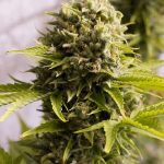 Humboldt Seed Organisation - Bubba Cheese Auto Feminised Autoflowering Cannabis Seeds