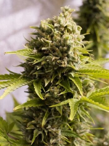 Humboldt Seed Organisation - Bubba Cheese Auto Feminised Autoflowering Cannabis Seeds