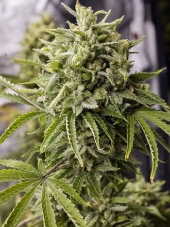 Humboldt Seed Organisation - Bubba Kush Auto Feminised Autoflowering Cannabis Seeds