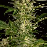 Humboldt Seed Organisation - Auto Lemon Juice Express Autoflowering Feminised Cannabis Seeds