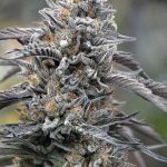 Humboldt Seed Organisation - Black D.O.G Feminised Cannabis Seeds