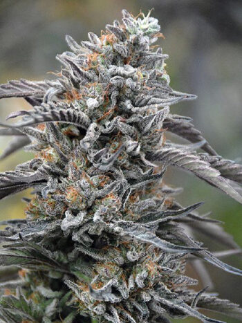 Humboldt Seed Organisation - Black D.O.G Feminised Cannabis Seeds