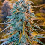 Humboldt Seed Organisation - Blue Dream Feminised Cannabis Seeds