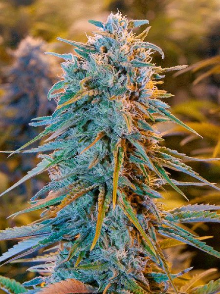 humboldt-seed-organisation-hso-blue-dream-feminised-cannabis-seeds.jpg