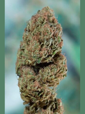 Humboldt Seed Organisation - Blueberry Headband Feminised Cannabis Seeds