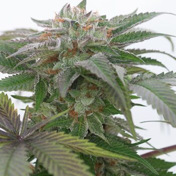 Humboldt Seed Organisation - Bubba Kush 2.0 Feminised Cannabis Seeds