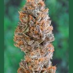 humboldt-seed-organisation-hso-bubbas-gift-feminised-cannabis-seeds.jpg