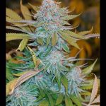 Humboldt Seed Organisation - Chocolate Mint OG Feminised Cannabis Seeds