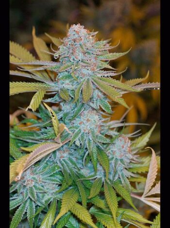 Humboldt Seed Organisation - Chocolate Mint OG Feminised Cannabis Seeds