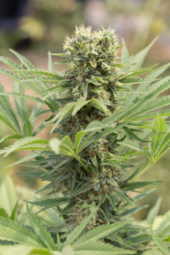Humboldt Seed Organisation - Dedoverde Haze Feminised Cannabis Seeds