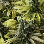 humboldt-seed-organisation-hso-desert-diesel-feminised-cannabis-seeds-2.jpg