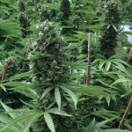 Humboldt Seed Organisation - Desert Diesel Feminised Cannabis Seeds