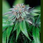 Humboldt Seed Organisation - Ewe 2 Feminised Cannabis Seeds
