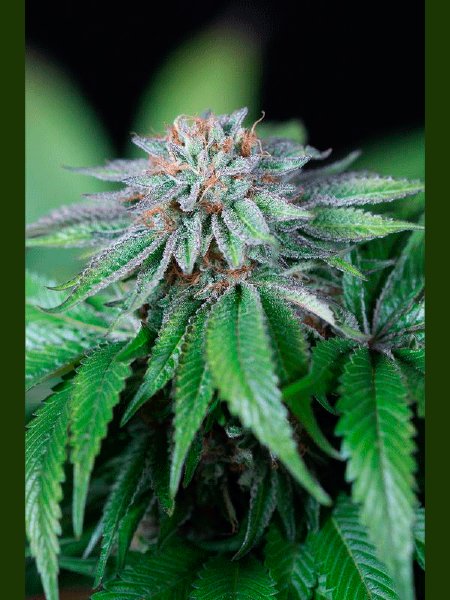 humboldt-seed-organisation-hso-ewe-2-feminised-cannabis-seeds.jpg