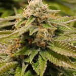 humboldt-seed-organisation-hso-gorilla-breath-feminised-cannabis-seeds.jpg