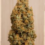 humboldt-seed-organisation-hso-green-crack-cbd-feminised-cannabis-seeds.jpg