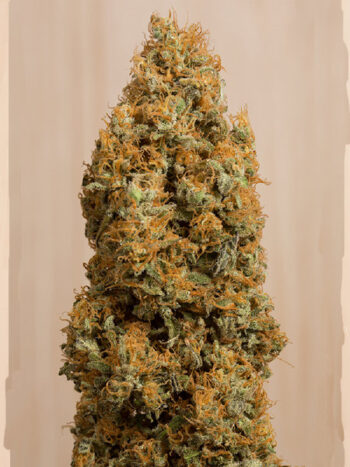 Humboldt Seed Organisation - Green Crack CBD Feminised Cannabis Seeds