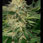 humboldt-seed-organisation-hso-lemon-garlic-og-feminised-cannabis-seeds.jpg