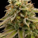 Humboldt Seed Organisation - Lemon Thai Kush Regular Cannabis Seeds