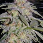 Humboldt Seed Organisation - Lost Coast Hashplant Feminised Cannabis Seeds