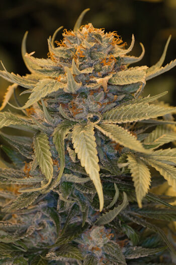 Humboldt Seed Organisation - Lost Coast OG Feminised Cannabis Seeds