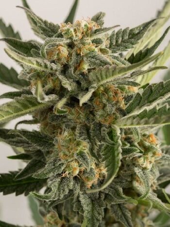 Humboldt Seed Organisation - Lost Coast Skunk Auto Feminised Autoflowering Cannabis Seeds