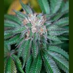 humboldt-seed-organisation-hso-master-kush-feminised-cannabis-seeds.jpg