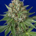 humboldt-seed-organisation-hso-og-kush-regular-cannabis-seeds.jpg