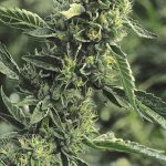 humboldt-seed-organisation-hso-og-kush-regular-cannabis-seeds.jpg