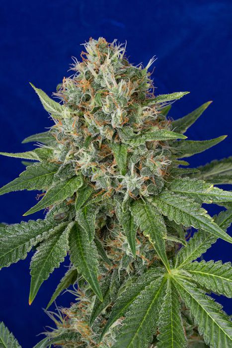 humboldt-seed-organisation-hso-og-kush-regular-cannabis-seeds.jpg