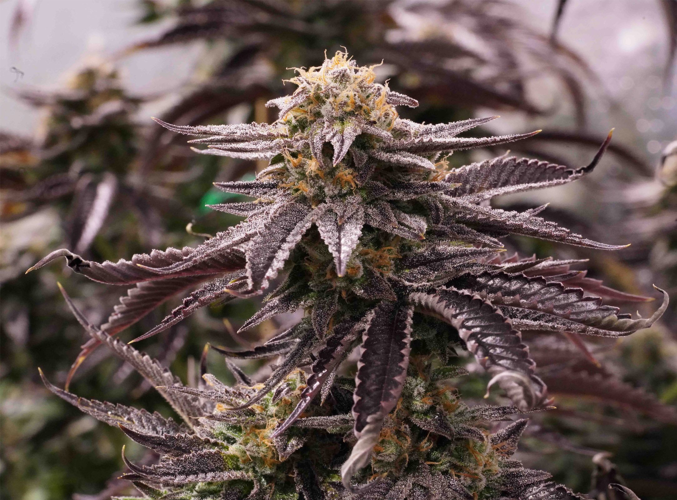 humboldt-seed-organisation-hso-ogkz-feminised-cannabis-seeds.jpg
