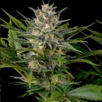 Humboldt Seed Organisation - Pineapple Skunk Feminised Cannabis Seeds