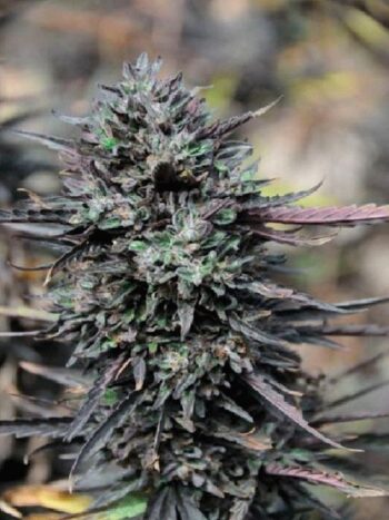 Humboldt Seed Organisation - Purple Trainwreck Feminised Cannabis Seeds