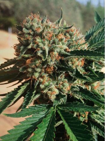 Humboldt Seed Organisation - Sapphire OG Feminised Cannabis Seeds