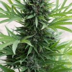 Humboldt Seed Organisation - Sour Diesel Auto Feminised Autoflowering Cannabis Seeds