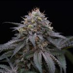 Humboldt Seed Organisation - Sugar Breath Feminised Cannabis Seeds
