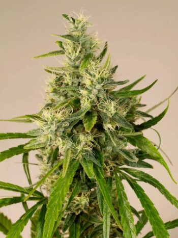 Humboldt Seed Organisation - Trainwreck Feminised Cannabis Seeds