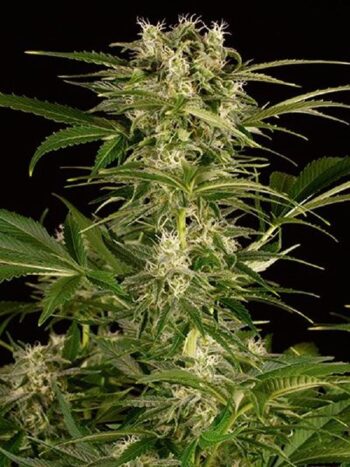Humboldt Seed Organisation - Lemon Thai Kush Feminised Cannabis Seeds