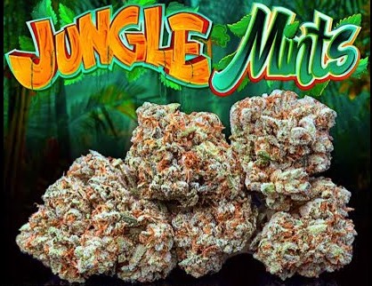 jungle-mints-feminized-cannabis-seeds.jpg