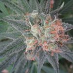 kali_china_22_mayan_whole_plant_finished.jpg