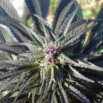 kaya-gold-feminized.jpg