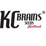 KC Brains Seeds - Lemon Sputnik Auto Feminised Autoflowering Cannabis Seeds