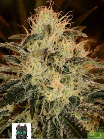 Kera Seeds - American Stafford Feminised Cannabis Seeds