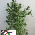 Kera Medical - CBD Harlequin Feminised Cannabis Seeds