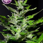 Kera Seeds - Gelato Feminised Cannabis Seeds