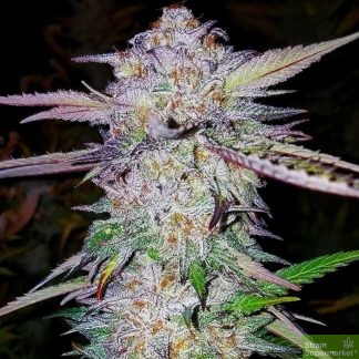 Kera Seeds - Zkittles aka Zkittlez Feminised Cannabis Seeds